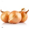 CEBOLLA REDONDA